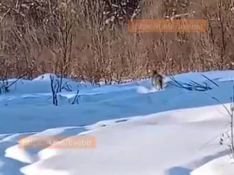  Рысь не могут выгнать из села Пашково в ЕАО