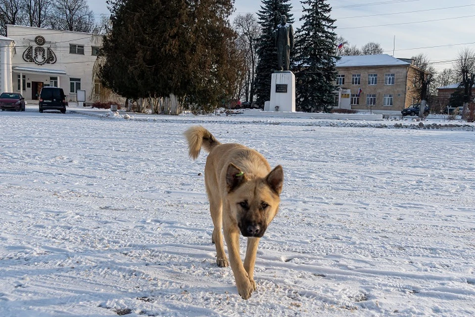 Собака напала на ребенка в Хабаровском районе0