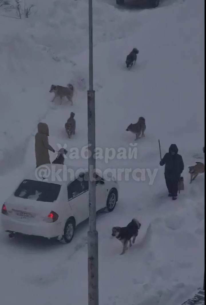 Стая бездомных собак терроризирует жителей одного из поселков Хабаровского края1