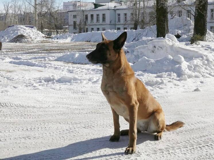 В Благовещенске служебная собака помогла найти похищенный телефон