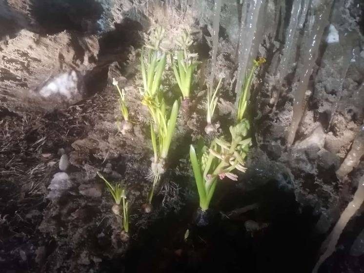 В Хабаровске в феврале на городской улице выросли цветы