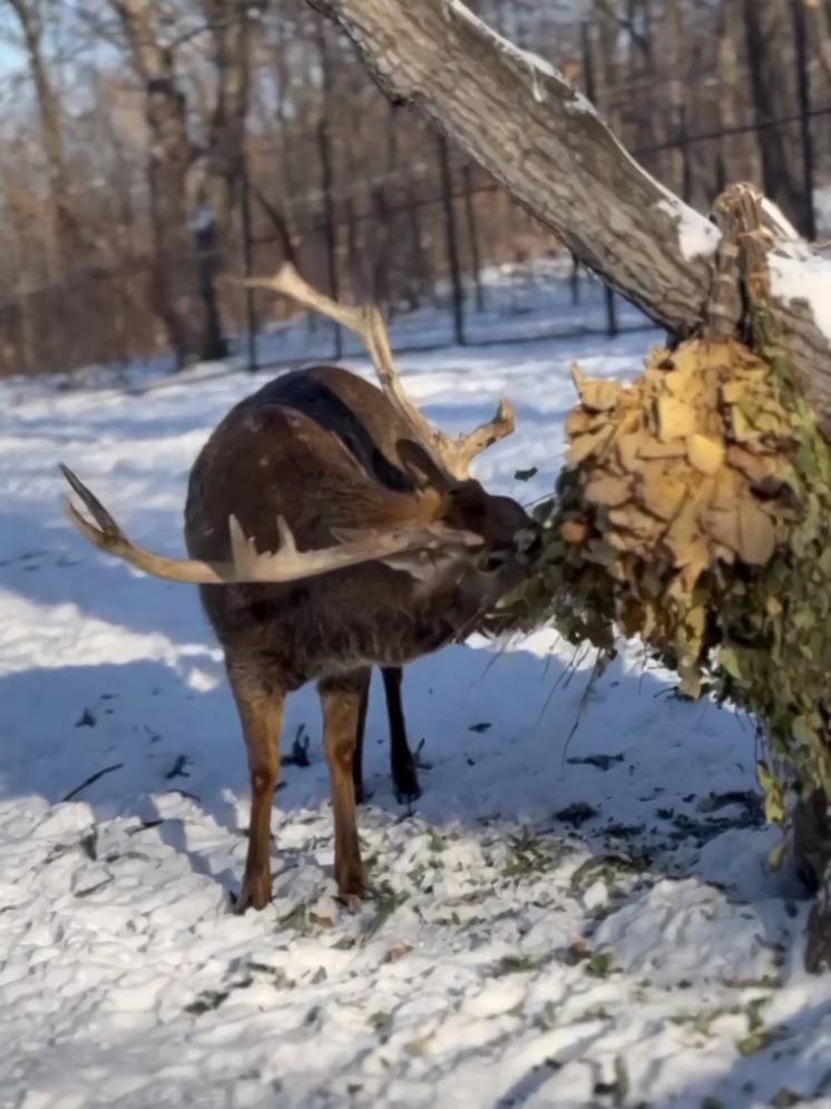 В хабаровском зоосаде «Приамурский» рассказали как пятнистые олени переживают зиму