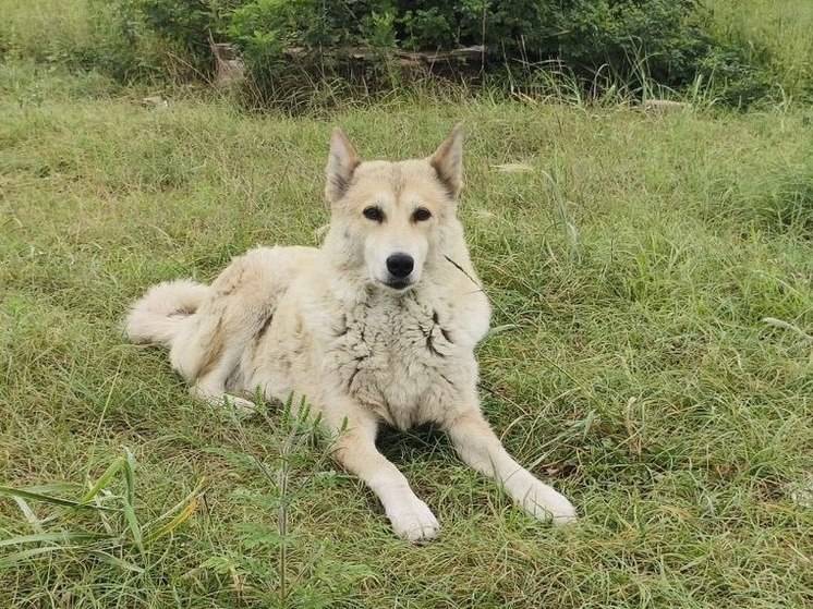 В одном из поселков Хабаровского края начали отлавливать бездомных собак