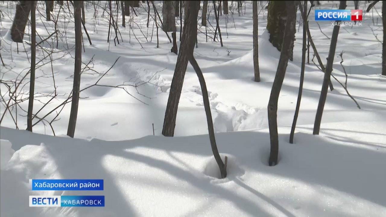 Зимние приключения животных &quot;Большехехцирского заповедника&quot; изучили ученые по фото и видеоловушкам