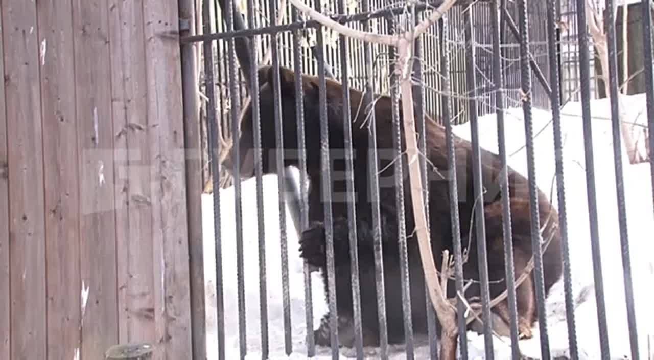 Медведь Балу вышел из спячки в Приамурском зоосаде