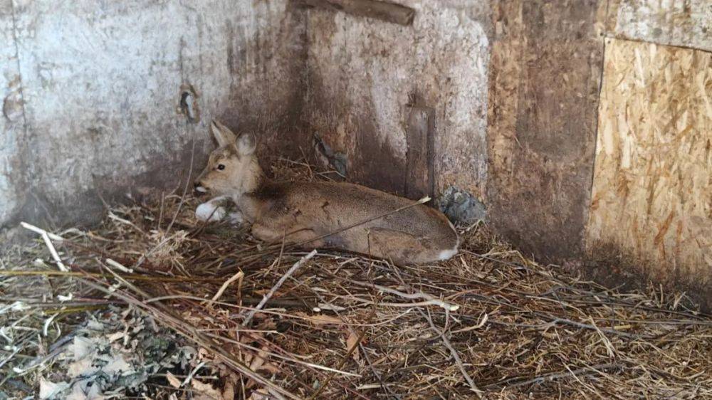 Обессилевшую из-за глубоких сугробов косулю спасают в Хабаровском крае