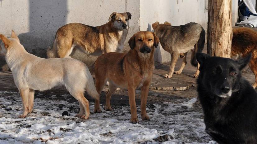 Рейд по местам прикорма бродячих собак прошел в Хабаровском крае