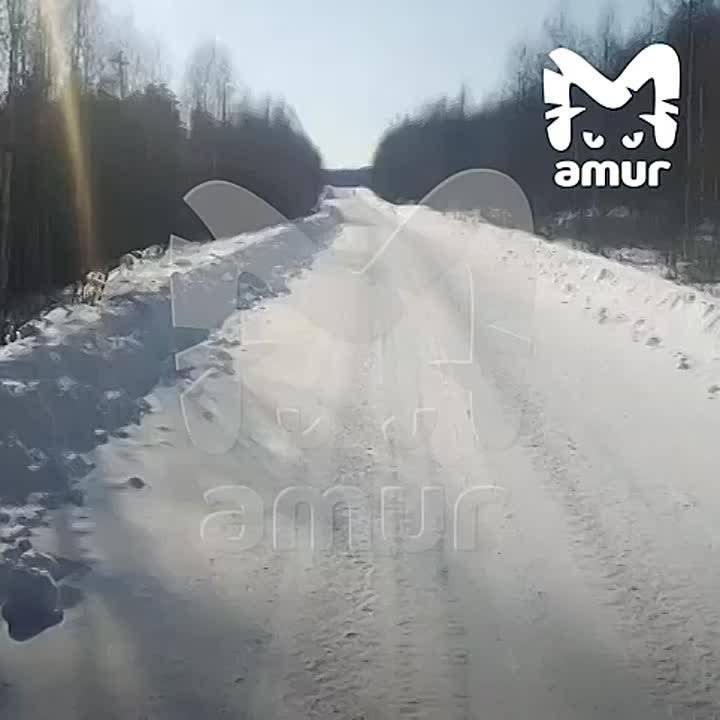 Беззубый тигр с окровавленной мордой ходит по трассе в Хабаровском крае