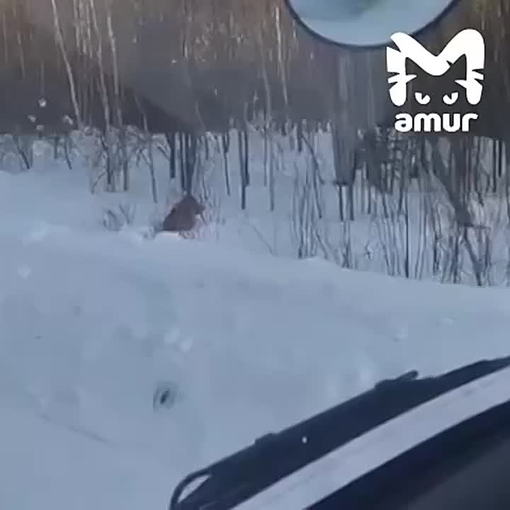 Беззубого тигра с окровавленной мордой решили не отлавливать в Хабаровском крае