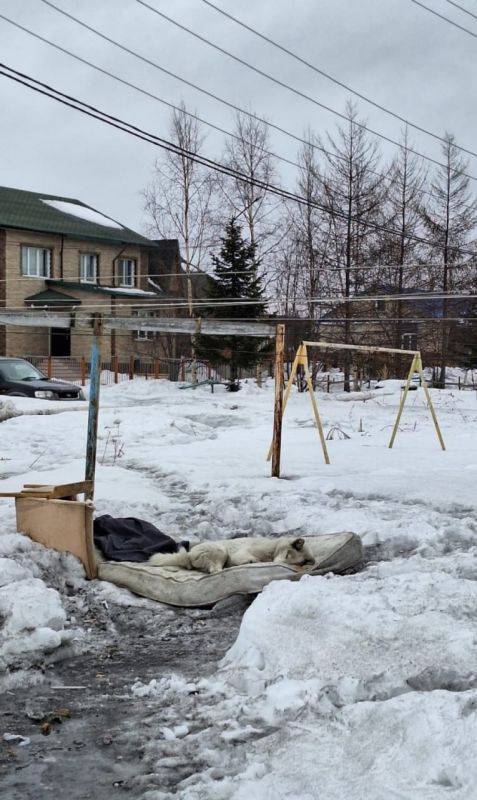 Рейд по местам прикорма бродячих собак прошел в Хабаровском крае