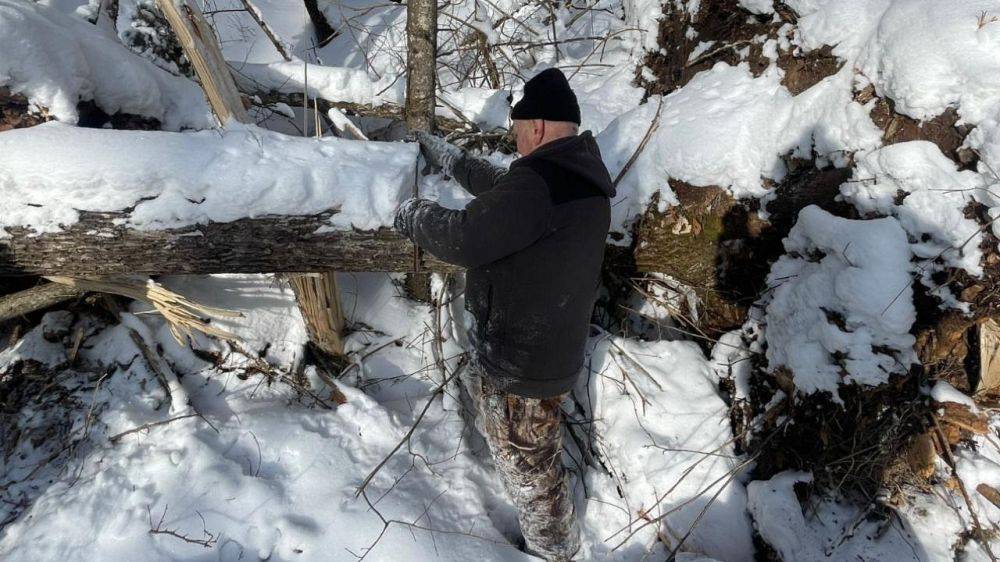 Хабаровские полицейские уличили 48-летнего жителя Приморья в незаконной рубке деревьев