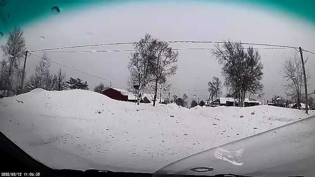 В Хабаровском крае водитель спас девушку от нападения уличной собаки