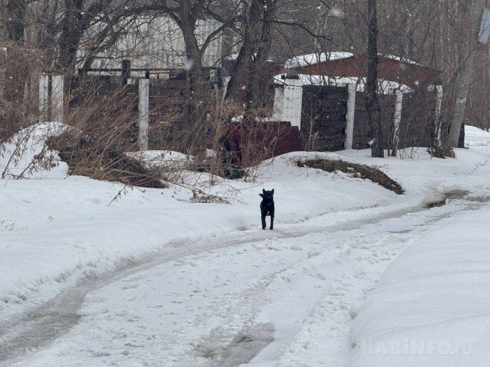 Зима не хочет покидать Хабаровск