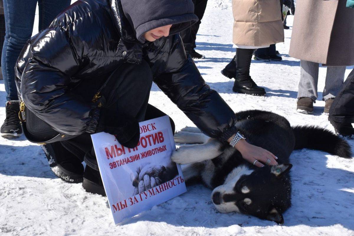 Митинг в поддержку бездомных животных прошёл в посёлке Горького в Хабаровске