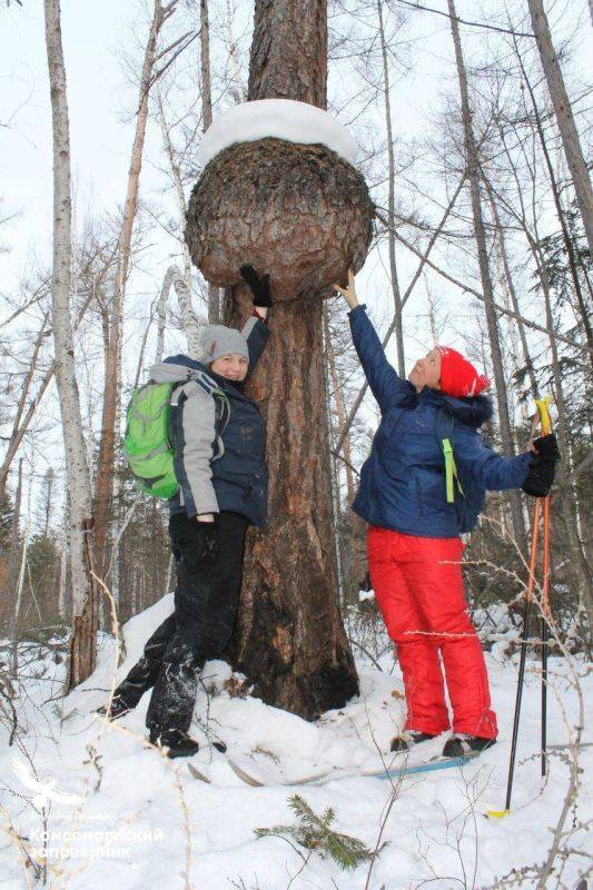 Необычные наросты на деревьях заметили в Комсомольском заповеднике