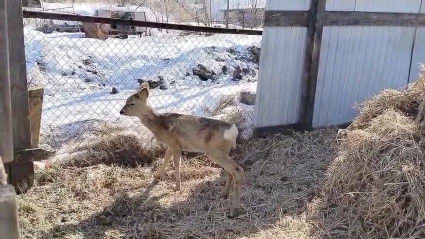 Обессилевшую из-за глубоких сугробов косулю спасают в Хабаровском крае