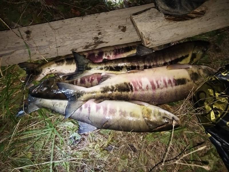 В Комсомольском районе полицейскими окончено расследование уголовного дела о незаконной добыче водных биологических ресурсов