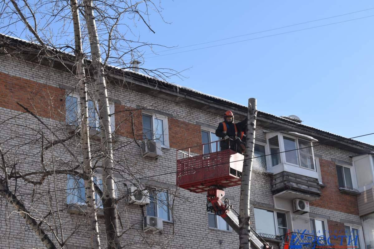 Более сотни тополей спиливают на улице Аксенова в Хабаровске