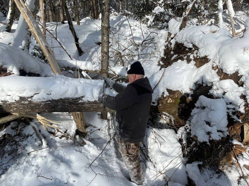 В Нанайском районе полицейскими возбуждено уголовное дело о незаконной рубке лесных насаждений в