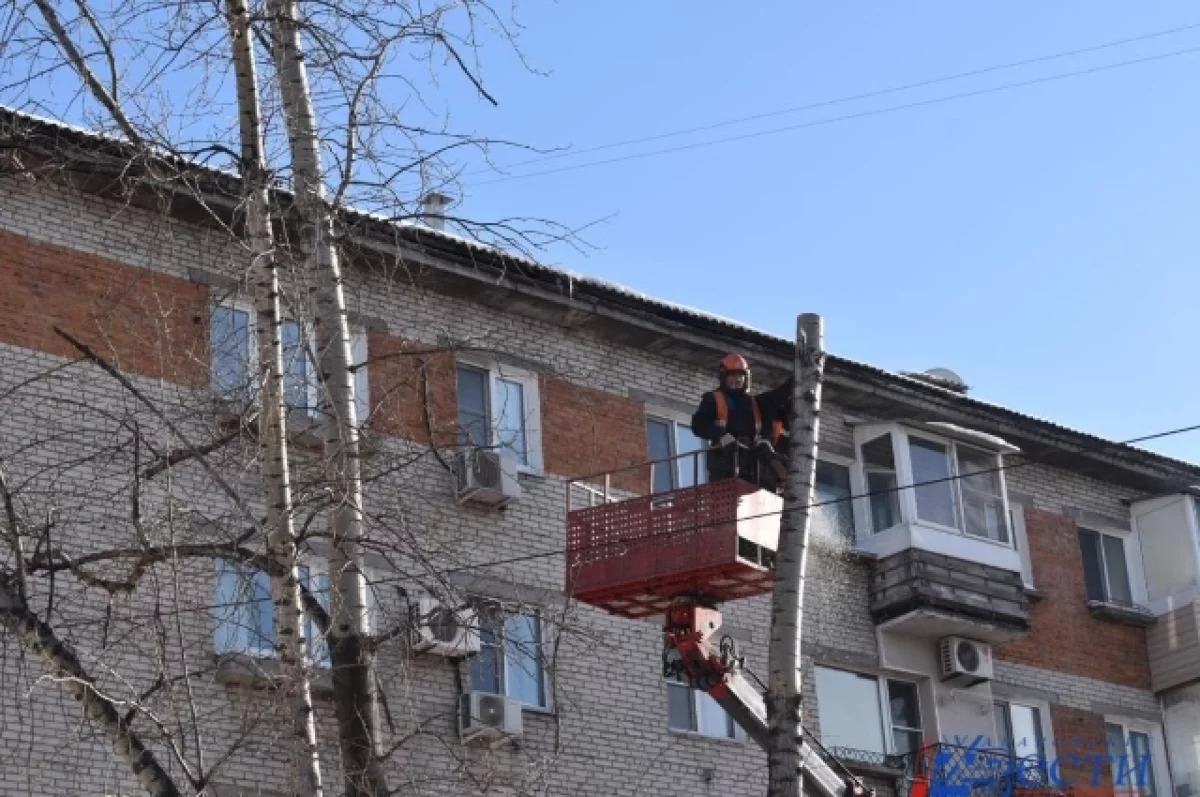 В Хабаровске спиливают более сотни старых тополей0