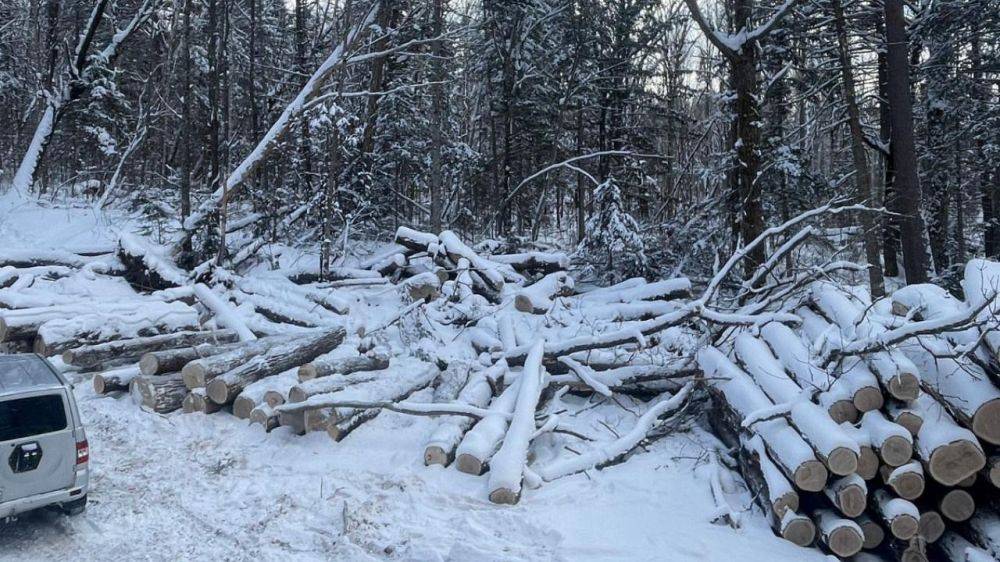 Хабаровские полицейские уличили 48-летнего жителя Приморья в незаконной рубке деревьев