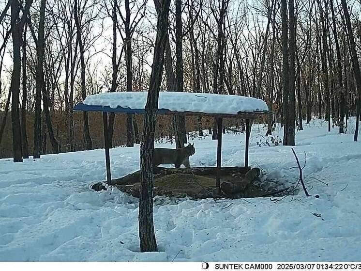 Дикую рысь засняли на подкормочной площадке для копытных в Амурской области