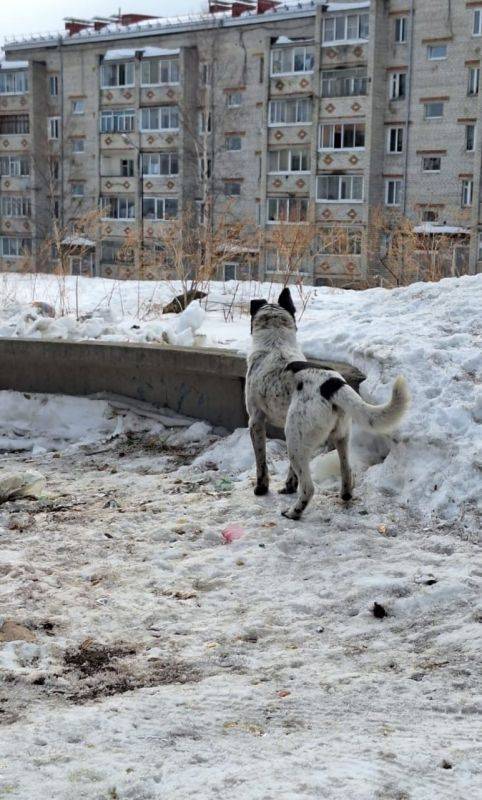 Рейд по местам прикорма бродячих собак прошел в Хабаровском крае