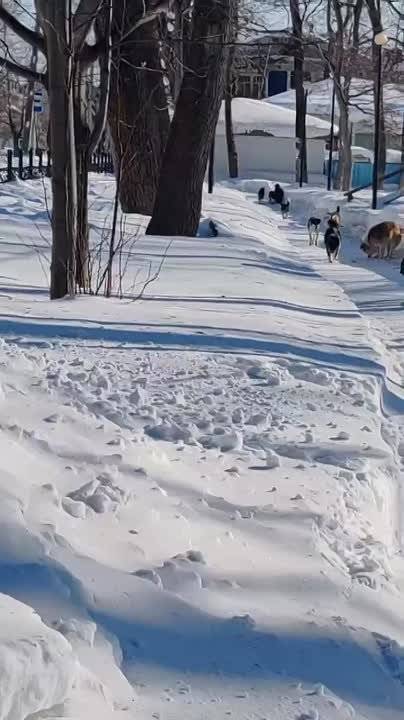 Бездомная собака напала на ребенка в Николаевске-на-Амуре