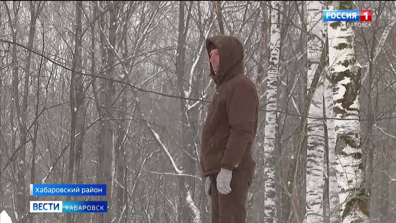 В крае завершают подготовку семян кедра для посадки по нацпроекту «Экологическое благополучие»