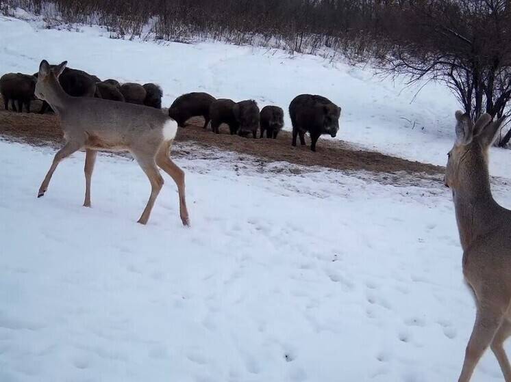 Кабаны оккупировали подкормочные площадки и не подпускают косуль в заповеднике Амурской области: видео