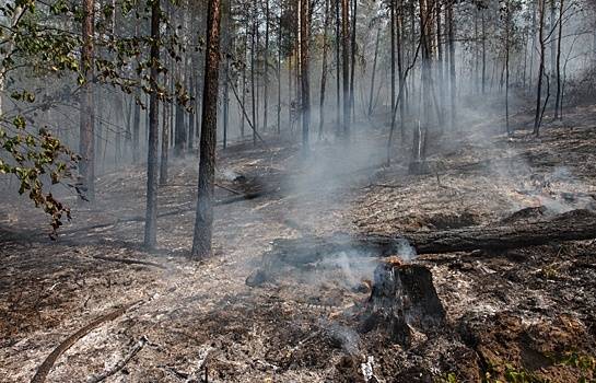 На Дальнем Востоке почти 2,8 тысячи га леса пройдено огнем