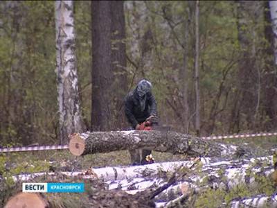 Общественники требуют сократить вырубки леса под строительство объектов Универсиады