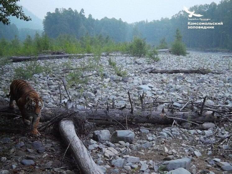 В Хабаровском крае в объектив фотоловушки комсомольского заповедника впервые попал тигр