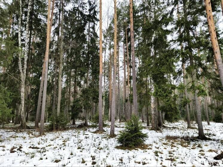 В лесах Хабаровского края продолжают подкормку диких копытных животных в охотугодьях