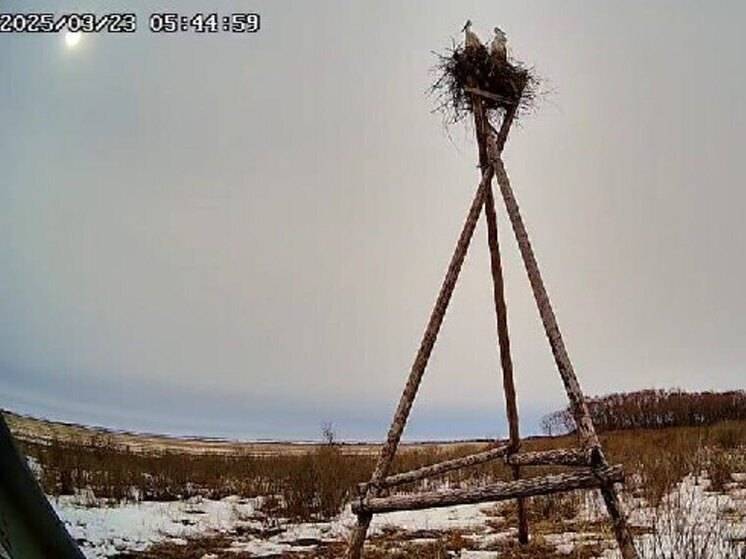 В Приамурье аисты начали заселяться в гнезда