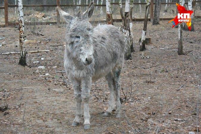 В рязанском зоопарке ослице дали кличку Джен Псаки