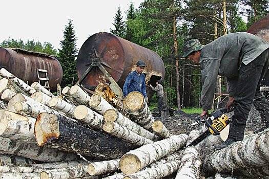 В СЗФО сосновые леса заменят березовыми