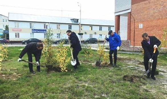 В Тарко-Сале депутаты высадили двадцать берез новой рощи